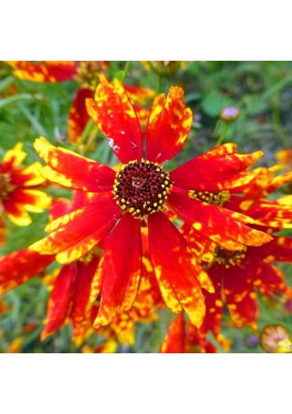 Radiana Tigrina Kızgözü Çiçeği Tohumu Coreopsis