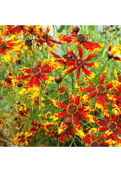 Radiana Tigrina Kızgözü Çiçeği Tohumu Coreopsis