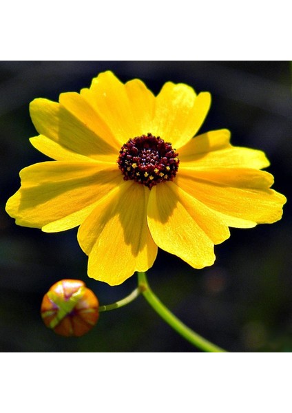 Kızgözü Çiçeği Tohumu Bodur Coreopsis Leavenworthii