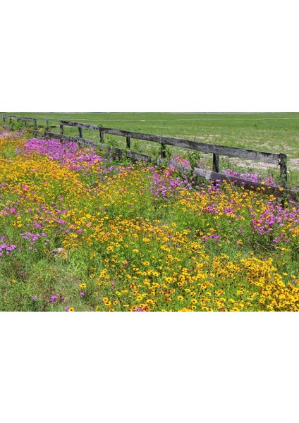 Kızgözü Çiçeği Tohumu Bodur Coreopsis Leavenworthii