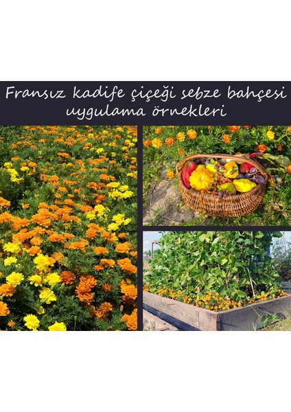 Nemo Karışımı Fransız Kadife Çiçeği Tohumu Nematod Kontrolü