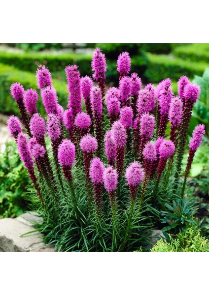 Liatris Tohumu Değnek Çiçeği Dense Blazing Star