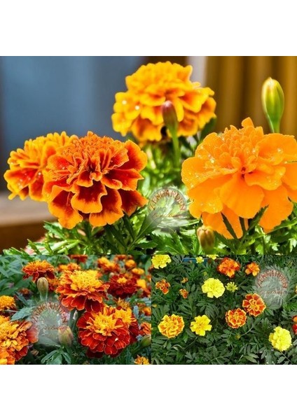 Fransız Kadife Çiçeği Tohumu French Marigold Sparky Mix Tagetes Patula