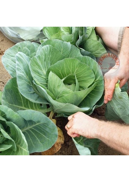 Baş Yapan Karalahana Tohumu Dev Yapraklı Collard Green Heading