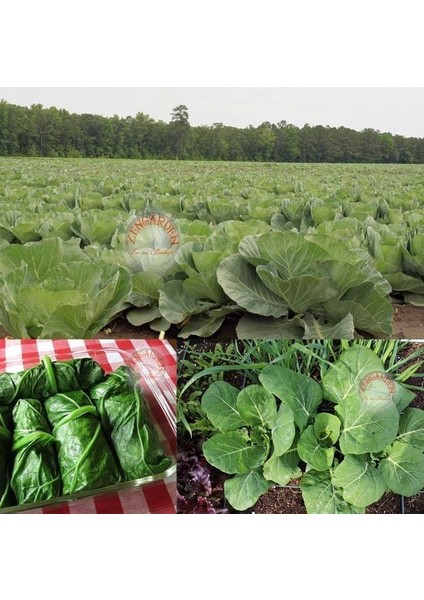 Baş Yapan Karalahana Tohumu Dev Yapraklı Collard Green Heading