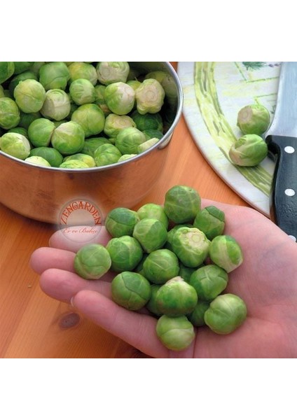 Erkenci Brüksel Lahanası Tohumu Brussel Sprouts Long Island