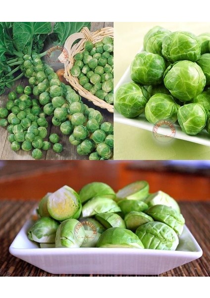 Erkenci Brüksel Lahanası Tohumu Brussel Sprouts Long Island