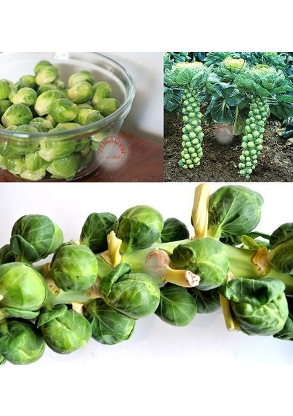 Erkenci Brüksel Lahanası Tohumu Brussel Sprouts Long Island