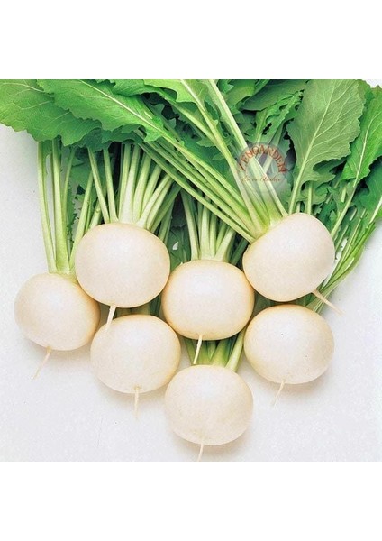 Beyaz Şalgam Tohumu Geleneksel White Egg Turnip