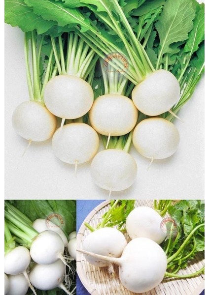 Beyaz Şalgam Tohumu Geleneksel White Egg Turnip