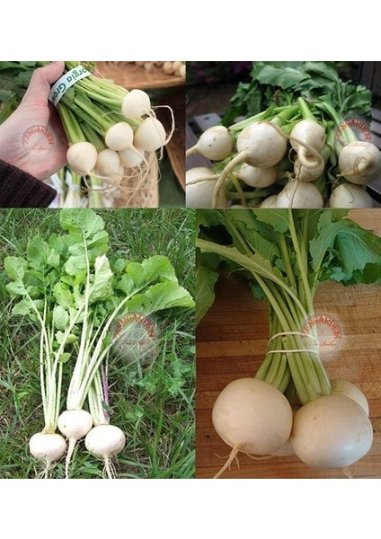 Beyaz Şalgam Tohumu Geleneksel White Egg Turnip