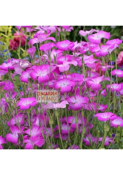 Karamuk Çiçeği Tohumu Corn Cockle Milas Rose Queen Agrostemma Githago