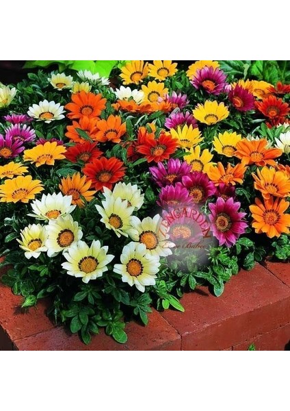 Hibrit Gazanya Tohumu Renkli Karışım Gazania Rigens Hybrids Mixed