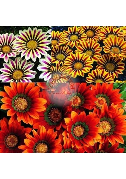 Hibrit Gazanya Tohumu Renkli Karışım Gazania Rigens Hybrids Mixed