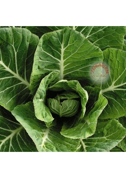Vates Karalahana Tohumu Atalık Collard Green Vates
