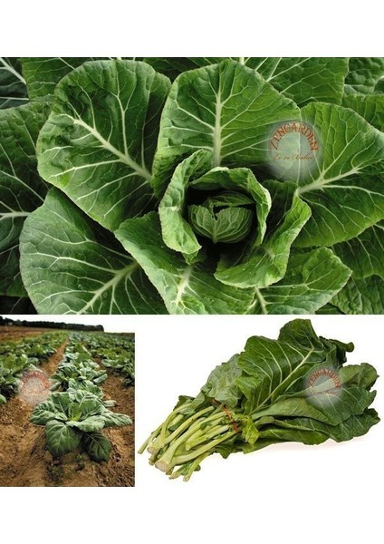 Vates Karalahana Tohumu Atalık Collard Green Vates fiyatları
