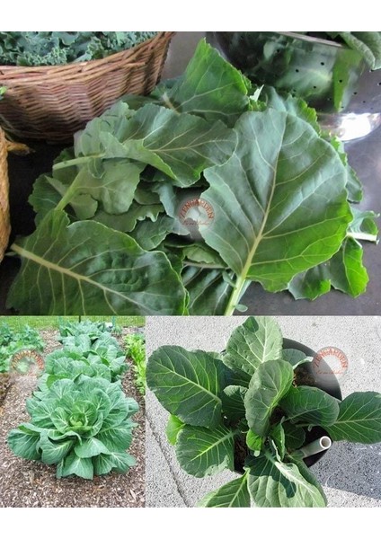 Vates Karalahana Tohumu Atalık Collard Green Vates modelleri