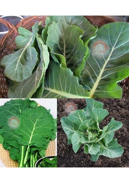 Vates Karalahana Tohumu Atalık Collard Green Vates fırsatları