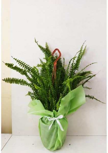 Aşk Merdiveni Çiçeği Büyük Boy Fujer Nephrolepis Hediyelik Çiçek Hediye Paketi+ Kart Notu modelleri