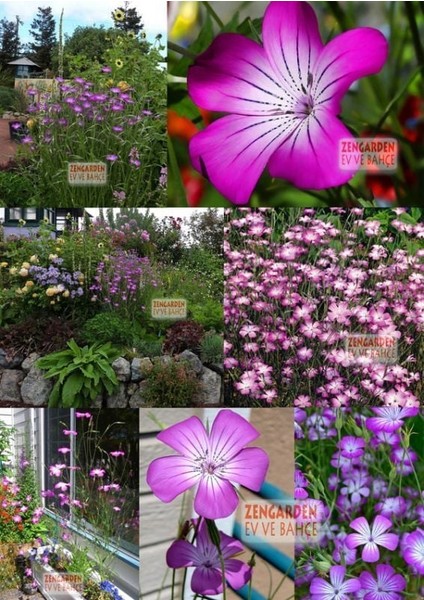 Karamuk Çiçeği Tohumu Corn Cockle Milas Rose Queen Agrostemma Githago modelleri