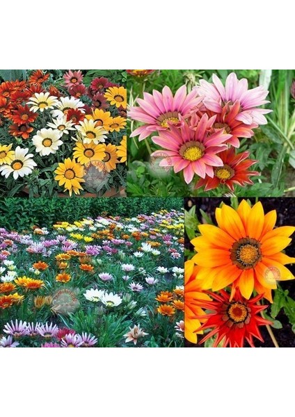 Gazanya Tohumu Hazine Çiçeği Renkli Karışım Gazania Mixed fırsatları