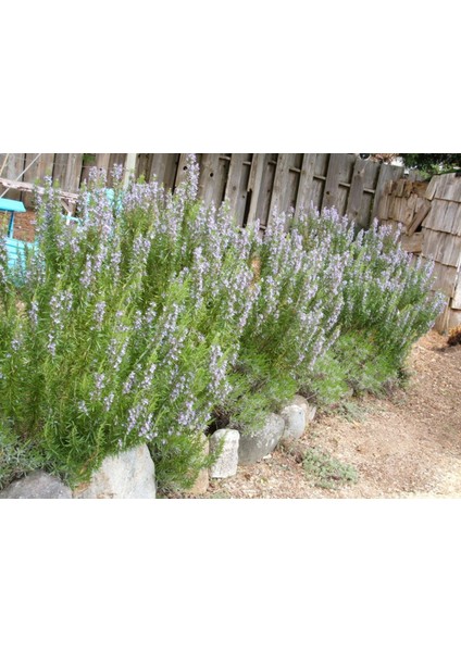 TNC Garden Groups Biberiye – Rosmarinus Officinalis 20 Adet