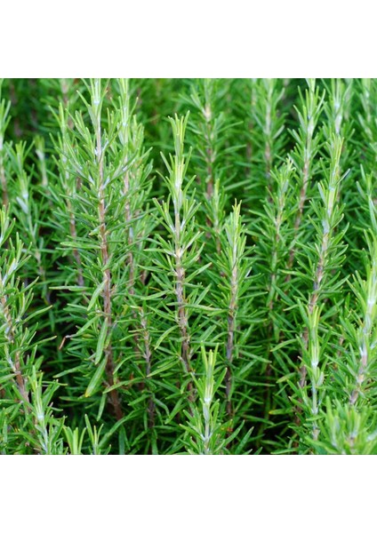 TNC Garden Groups Biberiye – Rosmarinus Officinalis 20 Adet