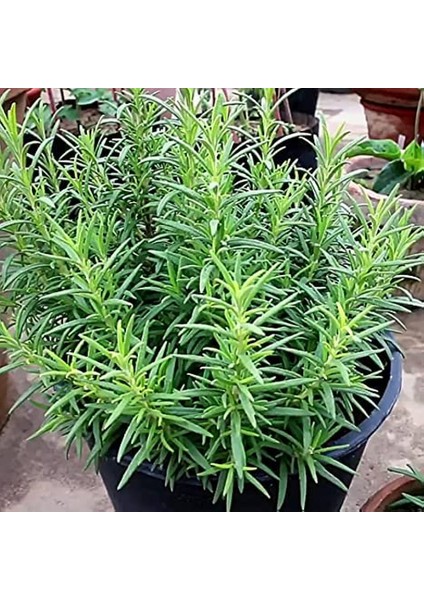 TNC Garden Groups Biberiye – Rosmarinus Officinalis 20 Adet