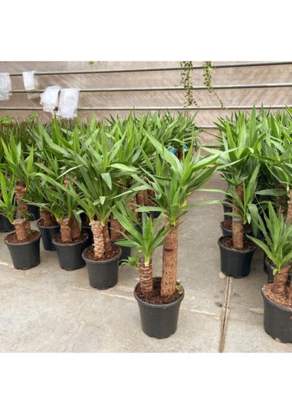 Bitkim Sende Yuka Bitkisi ( Yucca ) (75 cm / 100 cm ) Hediyelik Saksı Çiçeği Ofis