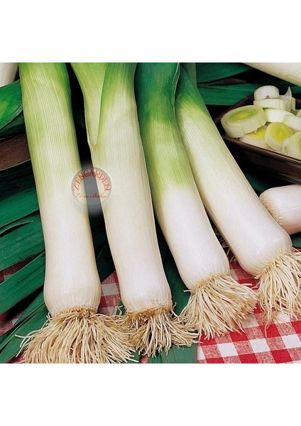 Musselburgh Dev Pırasa Tohumu Atalık Giant Musselburgh Leek