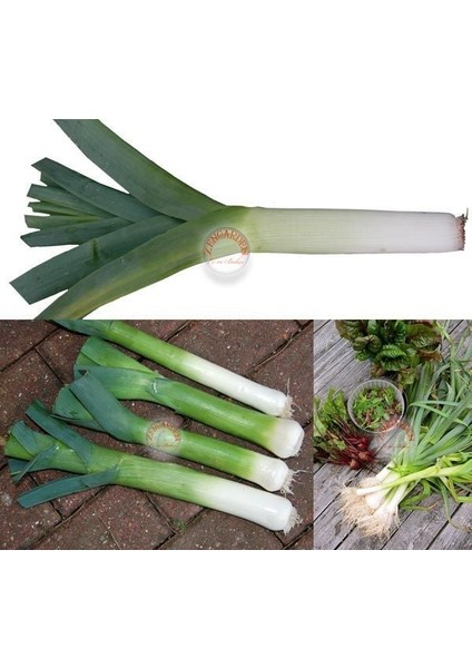 Musselburgh Dev Pırasa Tohumu Atalık Giant Musselburgh Leek modelleri