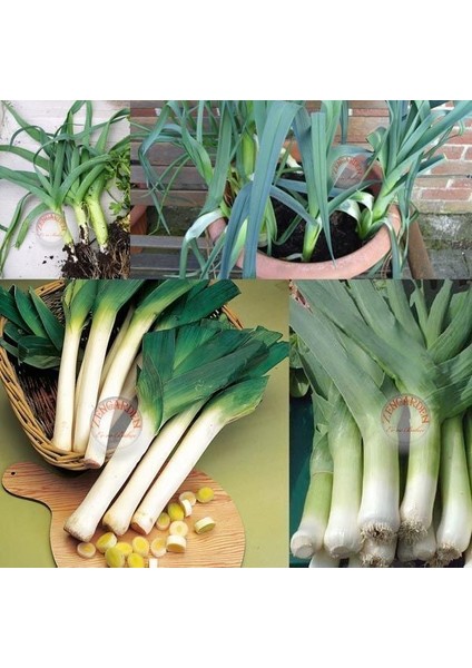 Musselburgh Dev Pırasa Tohumu Atalık Giant Musselburgh Leek fırsatları