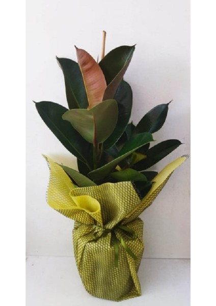 Kauçuk Bitkisi Çiçeği Ficus Elastica Dekorarif Süslemeli Hediyelik Çiçek modelleri