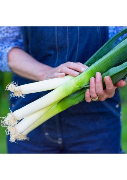 Sofralık Pırasa Tohumu Atalık White Spear Allium Porrum