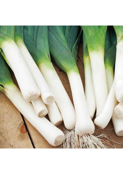 Sofralık Pırasa Tohumu Atalık White Spear Allium Porrum fiyatları