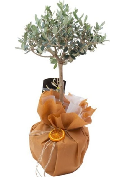 Zeytin Ağacı Hediye Tasarım Hediye Paketi+Kart Notu