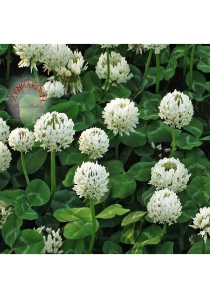 Beyaz Trifolium Repens Tohumu Üçgül Çiçekli Yerörtücü