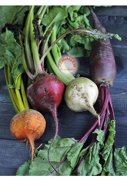 Beyaz Pancar Tohumu Geleneksel Beet White Albino Beta Vulgaris