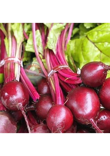 Yakut Kırmızı Pancar Tohumu Geleneksel Beet Ruby Queen Beta Vulgaris