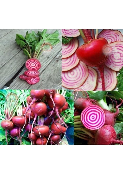 Halkalı Italyan Pancar Tohumu Geleneksel Beet Chioggia Beta Vulgaris