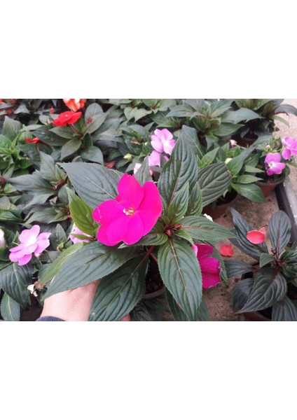 Cam Güzeli Çiçeği -Impatiens Walleriana - Pembe 5 Adet indirimleri