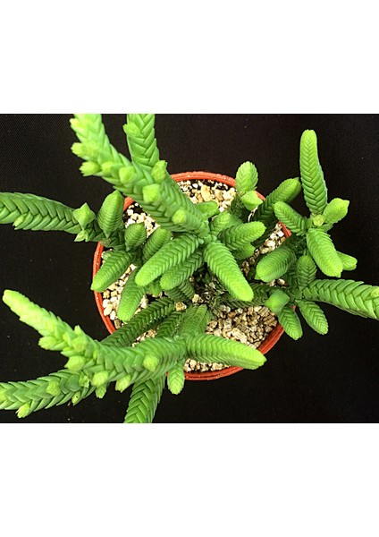 TNC Garden Groups Prenses Çamı - Crassula Muscosa 20 Adet