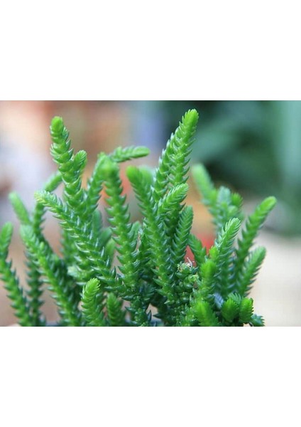 TNC Garden Groups Prenses Çamı - Crassula Muscosa 20 Adet