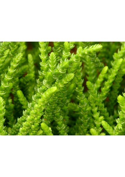 Prenses Çamı - Crassula Muscosa 50 Adet