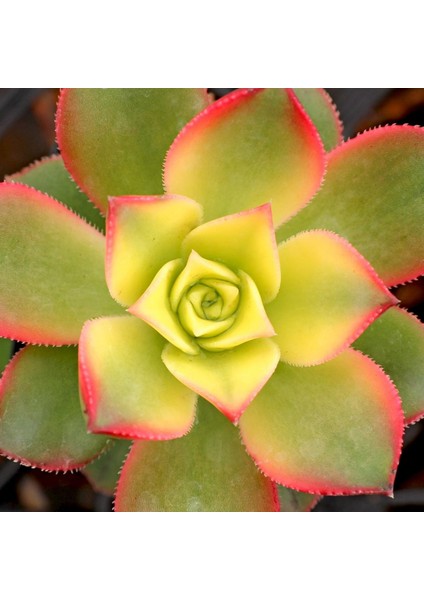 TNC Garden Groups Aeonium Kiwi – Gökkuşağı Sukulent 10 Adet