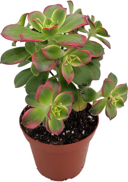 TNC Garden Groups Aeonium Kiwi – Gökkuşağı Sukulent 10 Adet