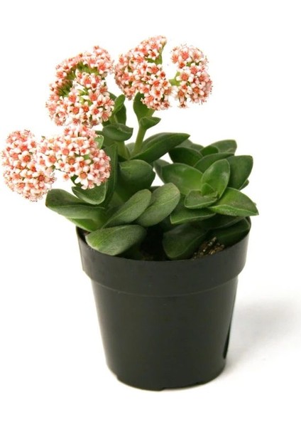 TNC Garden Groups Crassula Springtime 5 Adet