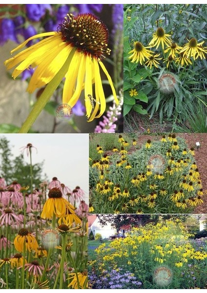 Sarı Ekinezya Tohumu Echinacea Paradoxa