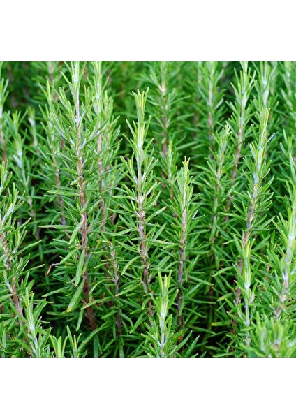 TNC Garden Groups Biberiye – Rosmarinus Officinalis 10 Adet