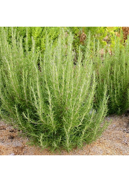 TNC Garden Groups Biberiye – Rosmarinus Officinalis 10 Adet